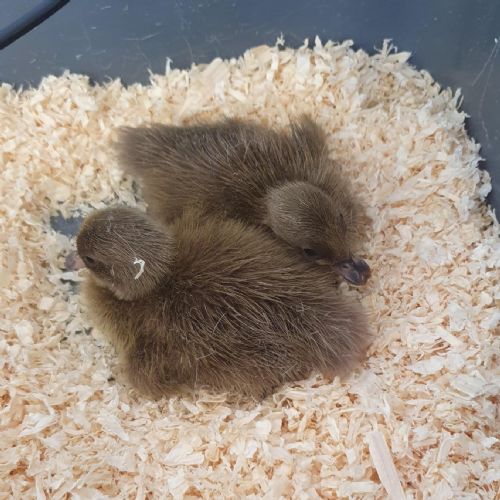 Ducklings
